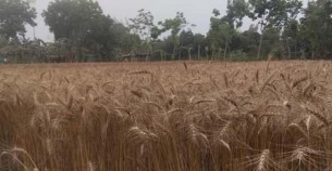 জয়পুরহাটে গম কাটা মাড়াইয়ে এখন ব্যস্ত সময় পার করছেন কৃষকরা