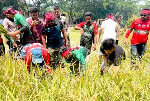 ভোলায় কৃষকের ধান কেটে বাড়ি পৌঁছে দিল ছাত্রলীগ