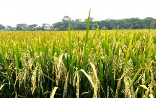সোনালী রঙে মাঠে দুলছে বোরো ধান কৃষকের মুখে হাসি