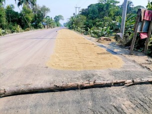 ভোলার মহাসড়কে শুকানো হচ্ছে ধান খড়, দুর্ঘটনার আশঙ্কা