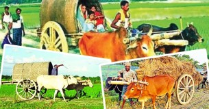 ঐতিহ্যবাহী বাহন গরুর গাড়ি বিলুপ্তির পথে