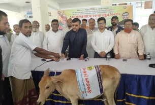 লালমোহনে ৪১ জন জেলের মাঝে বকনা বাছুর বিতরণ