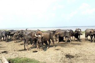 লালমোহনের মহিষের দুধের ব্যাপক চাহিদা