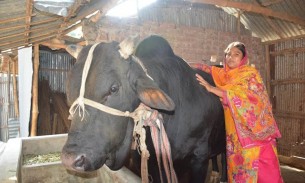 কুষ্টিয়ায় ১ লাখ ৭৮ হাজার গবাদিপশু কোরবানির জন্য প্রস্তুত
