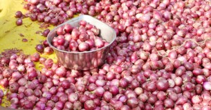 পেঁয়াজের কেজি ১০০ ছুঁই ছুঁই