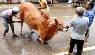 ঈদ-উল-আজহায় ১ কোটি ৪১ হাজার ৮১২ টি গবাদিপশু কোরবানি হয়েছে
