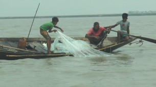 ভোলার মেঘনা ও তেঁতুলিয়া নদীতে ইলিশের সংকট