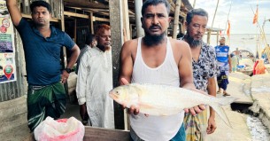 ভোলায় ২ কেজি ওজনের ইলিশ বিক্রি হলো ৬ হাজার টাকায়