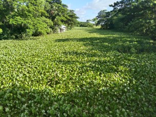 লালমোহনের বেতুয়া নদী অবৈধ জাল  আর কচুরিপানায় এখন প্রায় মৃত