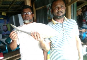 লালমোহনে একটি ইলিশ চার  হাজার ৬শত টাকায় বিক্রি