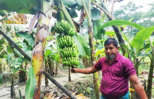 লালমোহনে কলা চাষে ভাগ্যবদল  করতে চান কৃষক ফয়সাল