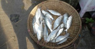 মা ইলিশ রক্ষার অভিযান  পিছানোর দাবি জেলেদের