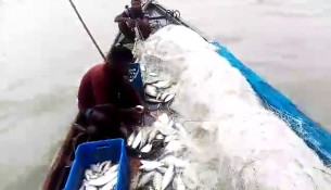 চরফ্যাশনের  মেঘনায় একবার জাল  ফেলেই ধরা পড়লো ৪০ হালি ইলিশ