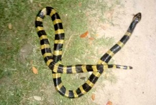 ভোলায় বিরল প্রজাতির শঙ্খিনী সাপের সন্ধান