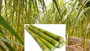 ভোলায় আখের বাম্পার ফলনের সম্ভাবনা