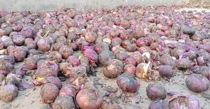 মজুতের পেঁয়াজে ধরেছে পচন