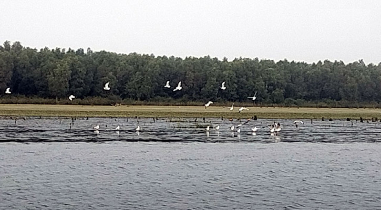 BHOLA