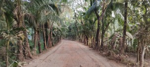 তজুমদ্দিনে রাস্তা চওড়া করার নামে কাটা হবে ৮৫৬টি গাছ, সাধারণ মানুষের ক্ষোভ