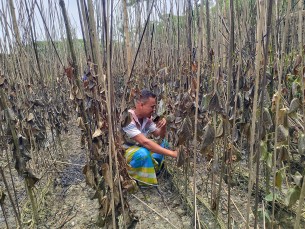 ভোলায় দৃর্বৃত্তের আগুণে পান চাষীর সর্বনাশ,৫ লক্ষ টাকা ক্ষতির আশঙ্কা