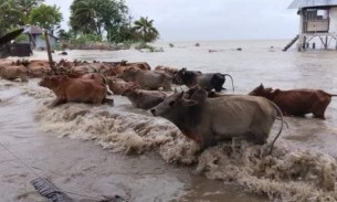 চরফ্যাশনের লণ্ডভণ্ড উপকূল বিধ্বস্ত হাজারো ঘরবাড়ি,ডুবেছে ফসল ও মাছের ঘের