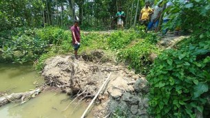 বোরহানউদ্দিনে আম কুড়াতে  গিয়ে গৃহবধূর মৃত্যু
