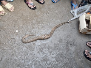 রাজাপুরে ধরা পড়লো রাসেলস ভাইপার সাপ