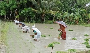 লালমোহনের কৃষকরা আমন চাষে ব্যস্ত সময় পার করছেন