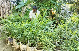 লালমোহনে অনাবাদি জমিতে বস্তায় আদা চাষে কৃষকদের চমক