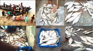 বোরহানউ‌দ্দি‌নে প্রশ্ন‌বিদ্ধ মা ই‌লিশ রক্ষা অ‌ভিযান