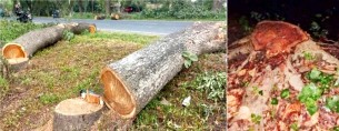 তজুমদ্দিন নিলামের সুযোগে গণহারে গাছ কাটার অভিযোগ