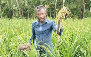 লালমোহনে আমন ক্ষেতে ইঁদুরের  আক্রমণে দুশ্চিন্তায় কৃষক