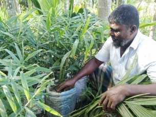 লালমোহনে অনাবাদি জমিতে বস্তায় আদা চাষে কৃষকদের চমক
