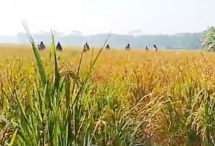 তজুমদ্দিনে জোরপূর্বক কৃষকের ৫০ শতাংশ জমির ধান লুটের অভিযোগ