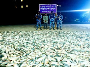 ভোলার তেঁতুলিয়া নদী থেকে ৪ শত মণ অবৈধ জাটকা জব্দ