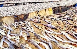 শুটকি প্রস্তুতে ব্যস্ত  চরাঞ্চলের জেলেরা
