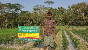 বোরহানউদ্দীনে মালচিং পদ্ধতিতে টমেটোসহ বিভিন্ন সবজি চাষে কৃষকের ভাগ্য পরিবর্তন