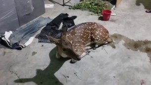 ভোলার বোরহানউদ্দিনে অসুস্থ চিত্রা হরিণ উদ্ধার