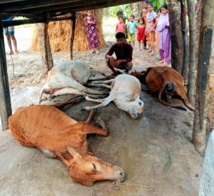 মনপুরায় বজ্রপাতে একই কৃষকের চার গরুসহ আট গরুর মৃত্যু