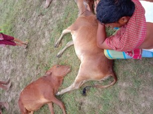 মনপুরায় বজ্রপাতে দুই গরুর মৃত্যু