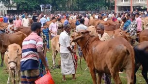 ভোলায় শেষ সময়ে জমে উঠেছে  কোরবানীর পশুর হাট