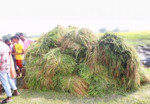 চরফ্যাশনে কৃষকের পাকা ধান কেটে নেওয়ার অভিযোগ, বাধা দিতে গেলে হামলা