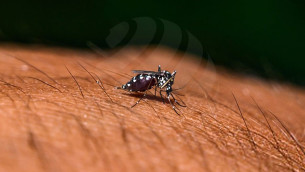 ডেঙ্গুতে ৫ জনের মৃত্যু, হাসপাতালে ভর্তি ৬৩৬