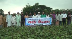 ভোলায় বারি মুগ ডালের কৌশল শীর্ষক মাঠ দিবস পালিত