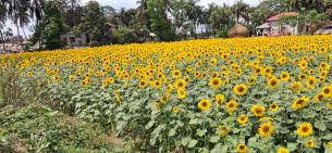 ভোলায় সূর্যমুখীর হাসিতে সোনালি স্বপ্ন বদলে যাচ্ছে কৃষকের ভাগ্য