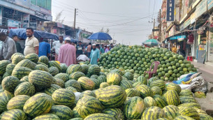 চরফ্যাশনের তরমুজে স্বপ্ন বুনছে কৃষক