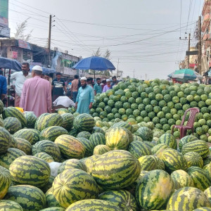 চরফ্যাশনের তরমুজে স্বপ্ন বুনছে কৃষক