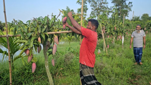 ভোলার বাগানে ঝুলছে নানা জাতের বাহারি আম