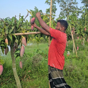 ভোলার বাগানে ঝুলছে নানা জাতের বাহারি আম