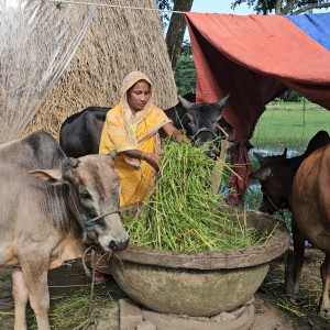 ভোলার কোরবানির হাটকে ঘিরে নারী উদ্যোক্তাদের অপেক্ষা