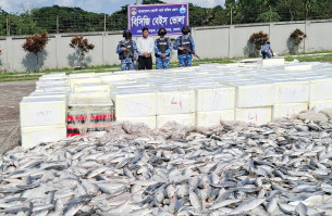 ভোলায় কোস্ট গার্ডের অভিযানে তিন ট্রাক অবৈধ সামুদ্রিক ইলিশ মাছ জব্দ